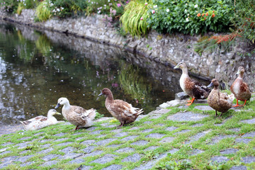 Ducks at a village duck pond