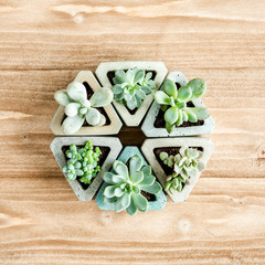 green succulents on wooden background. Flat lay, top view.