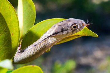 Parrot Snake photographed in Itaunas, Espirito Santo. Southeast of Brazil. Atlantic Forest Biome. Picture made in 2009.