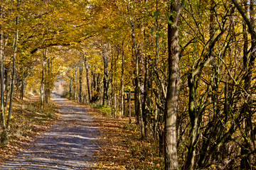 Straße im Herbstwald