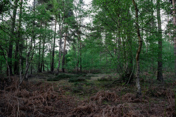 New Forest woodland in Hampshire England