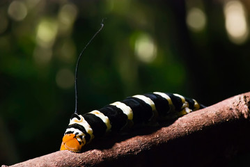 Naklejka premium Moth swainsonii photographed in Itaunas, Espirito Santo. Southeast of Brazil. Atlantic Forest Biome. Picture made in 2009.