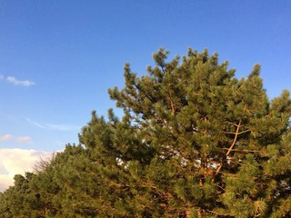 pine tree and blue sky