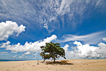 Itaunas dunes  photographed in Conceicao da Barra, Espirito Santo. Southeast of Brazil. Atlantic...