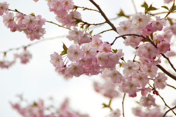 Kirschblüte im Frühling