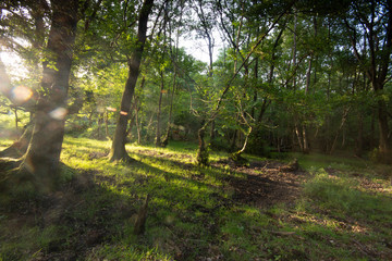 New Forest woodland in Hampshire England
