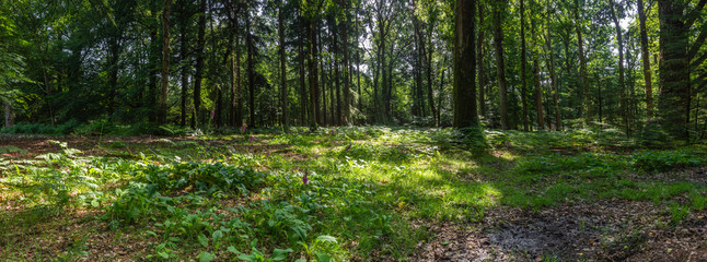 Fototapeta na wymiar New Forest woodland in Hampshire England