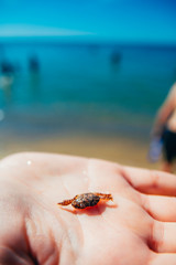 little cute crab on the hand