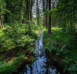Obraz premium New Forest woodland in Hampshire England