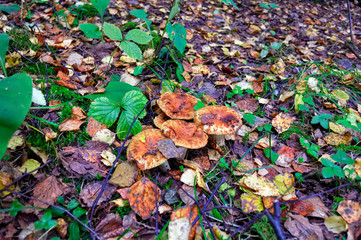 Autumn scene mushrooms on a background of grass and fallen leaves in the forest.