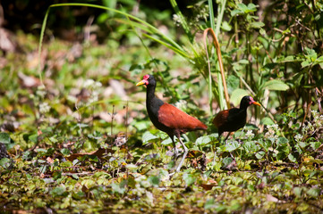  Wattled Jacana photographed in Cariacica, Espirito Santo. Southeast of Brazil. Atlantic Forest Biome. Picture made in 2012.