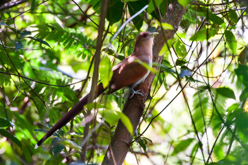 Squirrel Cuckoo photographed in Cariacica, Espirito Santo. Southeast of Brazil. Atlantic Forest Biome. Picture made in 2012.