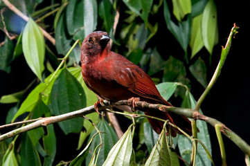 Red crowned Ant Tanager photographed in Cariacica, Espirito Santo. Southeast of Brazil. Atlantic Forest Biome. Picture made in 2012.