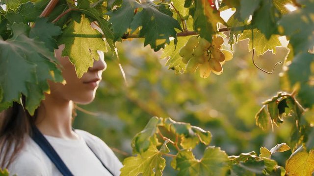 Young woman in apron picking grape bunches and putting them into a box, harvesting concept, close up shot, slow motion