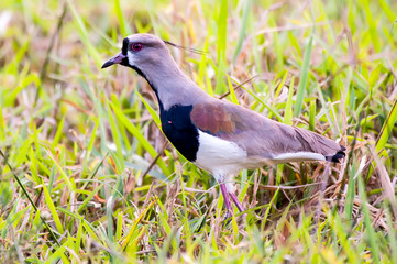 Obraz premium Southern Lapwing photographed in Cariacica, Espirito Santo. Southeast of Brazil. Atlantic Forest Biome. Picture made in 2012.