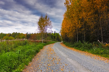 Autumn landscape with grass and wild flowers on the background of a forest.
