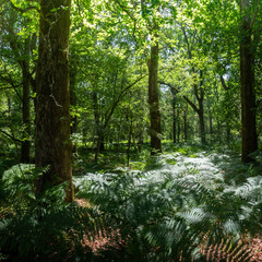 New Forest woodland in Hampshire England