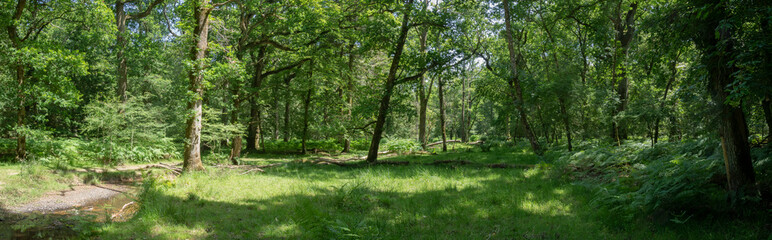 New Forest woodland in Hampshire England