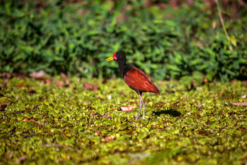 Wattled Jacana Juvenile photographed in the city of Cariacica, Espirito Santo. Southeast of Brazil. Atlantic Forest Biome. Picture made in 2012.