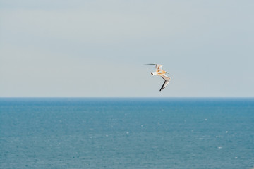 Fototapeta na wymiar flying stork on blue sky