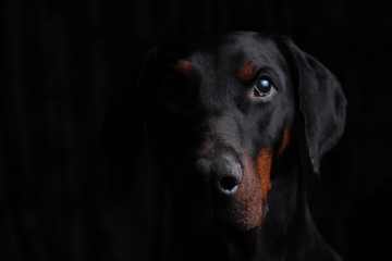 Dobermann Portrait looking directly at you with a subtle  sidelighting