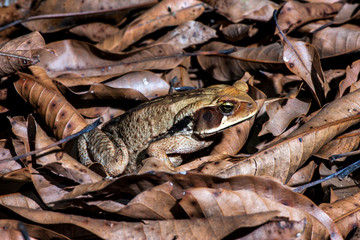 Toad photographed in the city of Cariacica, Espirito Santo. Southeast of Brazil. Atlantic Forest Biome. Picture made in 2012.