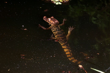Broad snouted caiman photographed in the city of Cariacica, Espirito Santo. Southeast of Brazil. Atlantic Forest Biome. Picture made in 2012.
