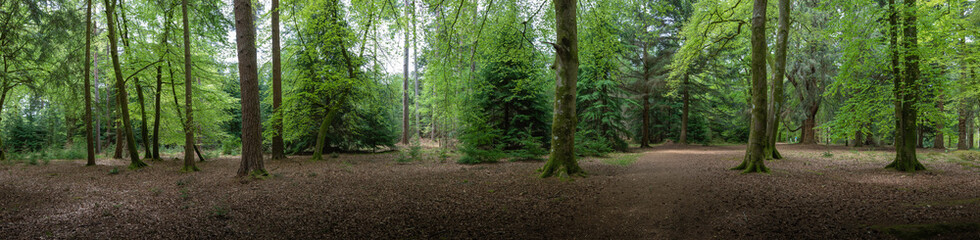 Fototapeta premium New Forest woodland in Hampshire England