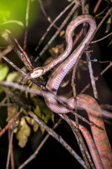 Naklejka premium Amazon Tree Boa photographed in the city of Cariacica, Espirito Santo. Southeast of Brazil. Atlantic Forest Biome. Picture made in 2012.