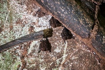 Greater Sac winged Bat photographed in the city of Cariacica, Espirito Santo. Southeast of Brazil. Atlantic Forest Biome. Picture made in 2012.