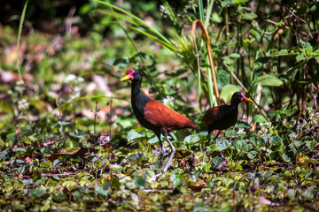Wattled Jacana photographed in the city of Cariacica, Espirito Santo. Southeast of Brazil. Atlantic Forest Biome. Picture made in 2012.