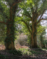 New Forest woodland in Hampshire England