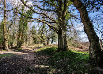 New Forest woodland in Hampshire England