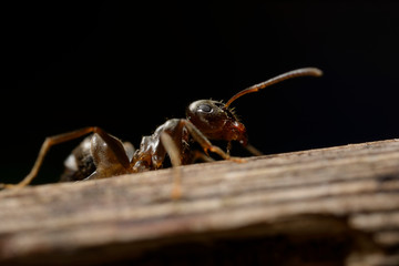 Mrówka na badylu