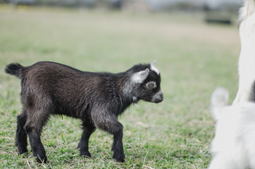 goat on grass