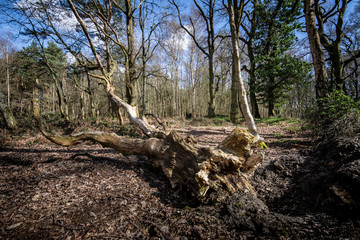 New Forest woodland in Hampshire England