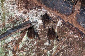 Greater Sac winged Bat photographed in the city of Cariacica, Espirito Santo. Southeast of Brazil. Atlantic Forest Biome. Picture made in 2012.