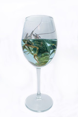 The live crawdad in the wine glass on the white background