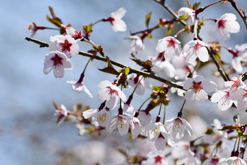 満開のマメザクラの花、富士桜の花、豆桜の花