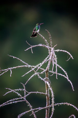 Glittering throated Emerald photographed in the city of Cariacica, Espirito Santo. Southeast of Brazil. Atlantic Forest Biome. Picture made in 2012.