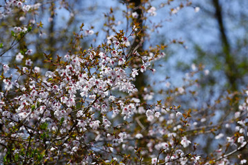 満開のマメザクラの花、富士桜の花、豆桜の花