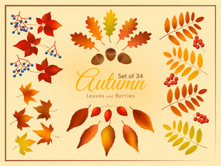 Colorful autumn leaves and berries set, autumn forest templates.