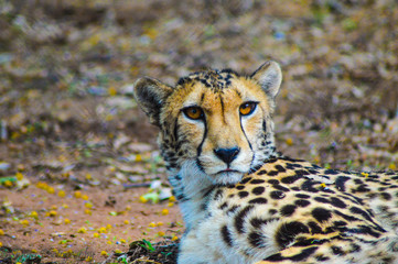 Portrait of a Cheetah - acinonyx jubatus in savannah in South Africa game reserve