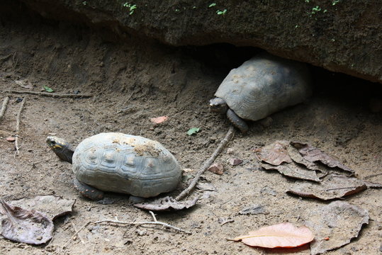 Amazon Jabuti