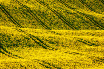 Rapeseed yellow field in spring