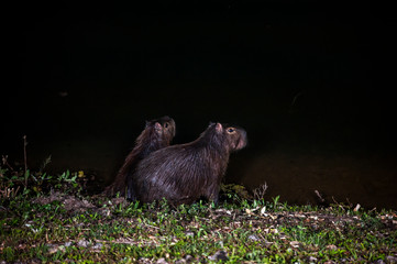Capybara photographed in the city of Cariacica, Espirito Santo. Southeast of Brazil. Atlantic Forest Biome. Picture made in 2012.