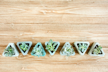green succulents on wooden background. Flat lay, top view.