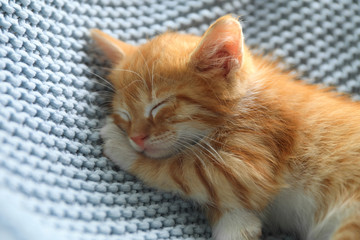 Sleeping cute little red kitten on light blue blanket, closeup view