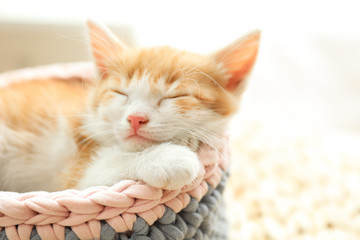 Cute little red kitten sleeping in knitted basket at home