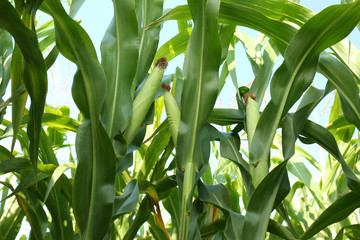 Ripe corn cobs in field on sunny day